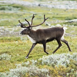 Fauna Svalbarda pod ohranoj no ohotitsja ne zapreshhajut